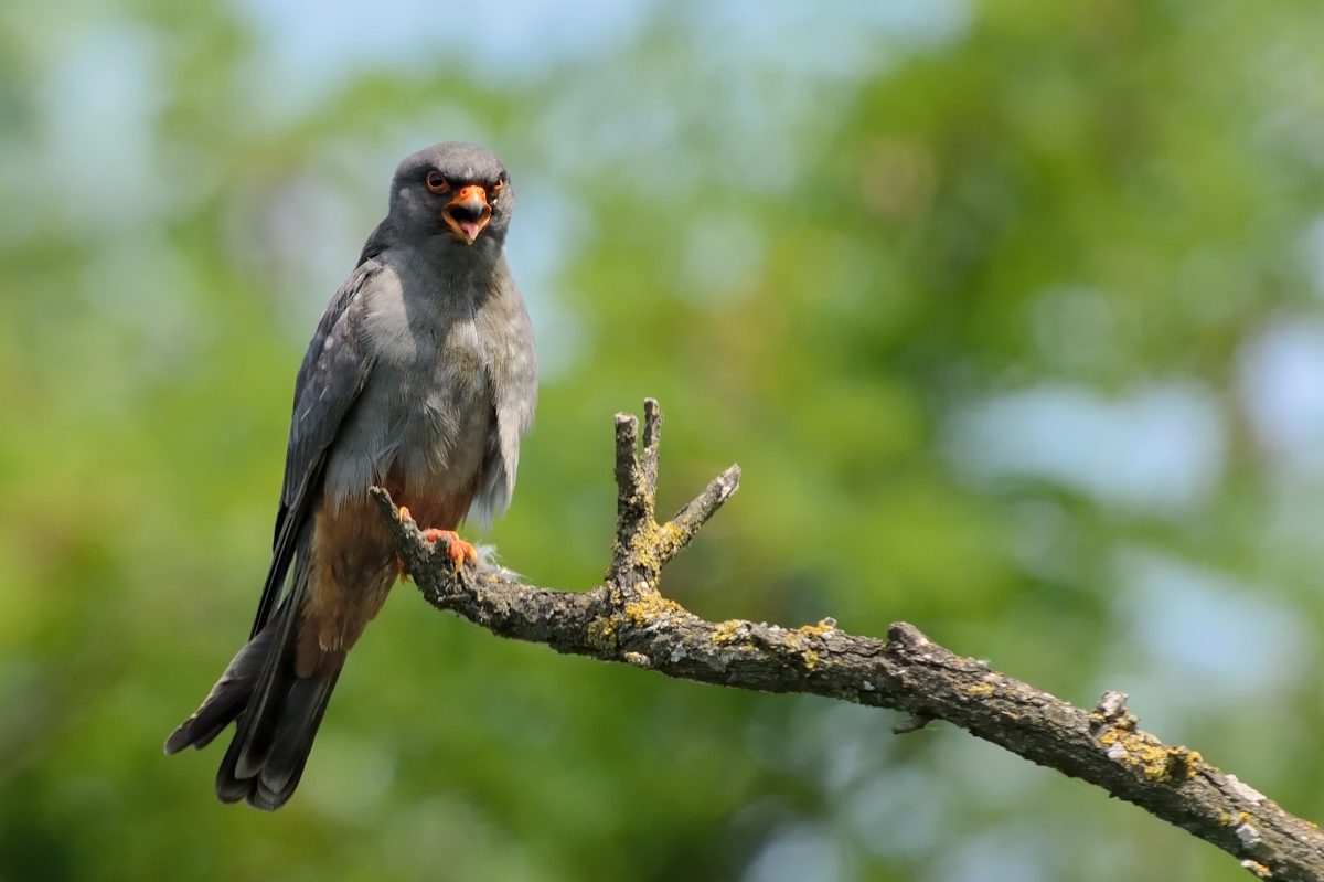 Angry male. (Red-footed falcon)....