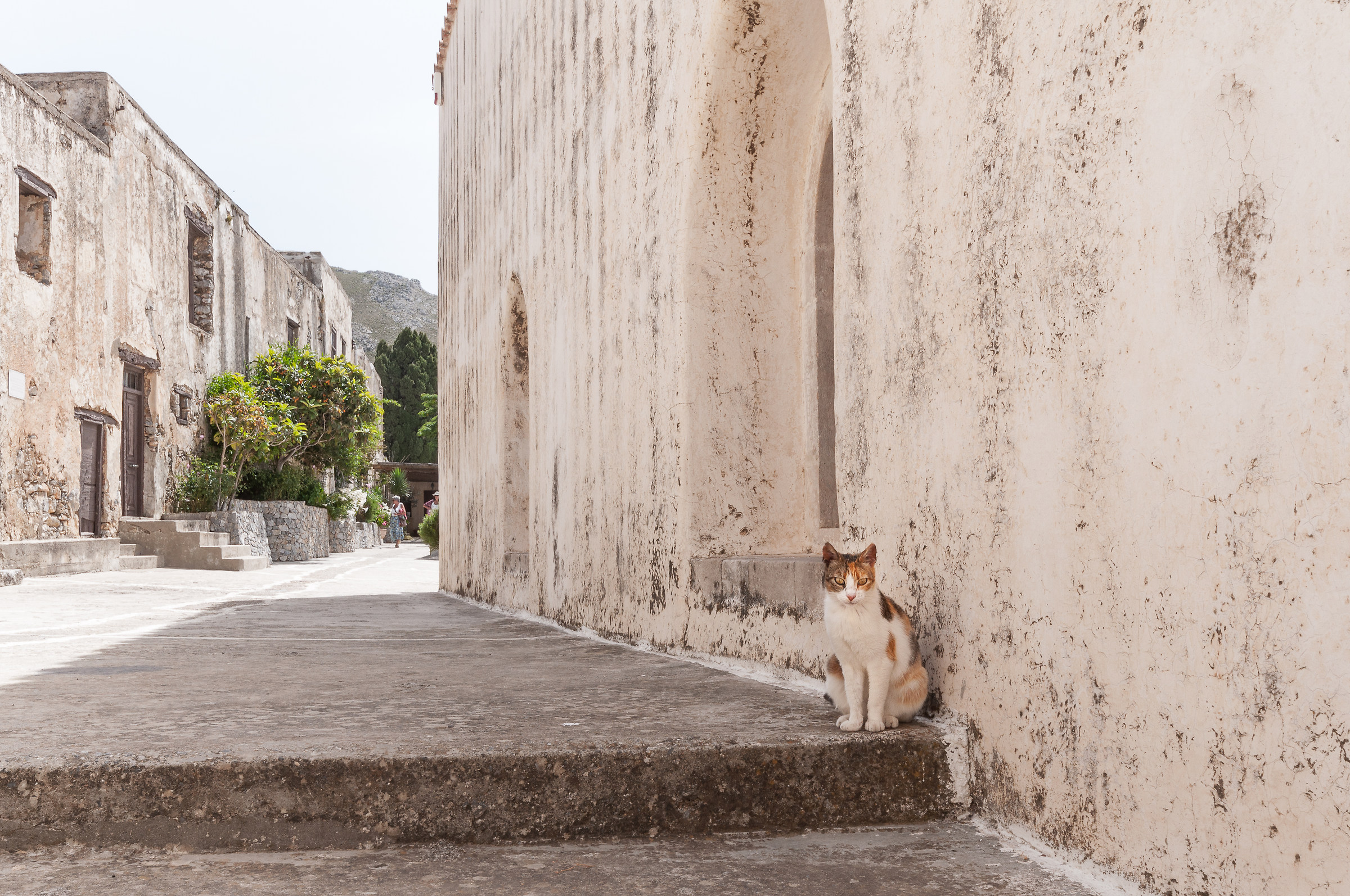 Cat in Crete...