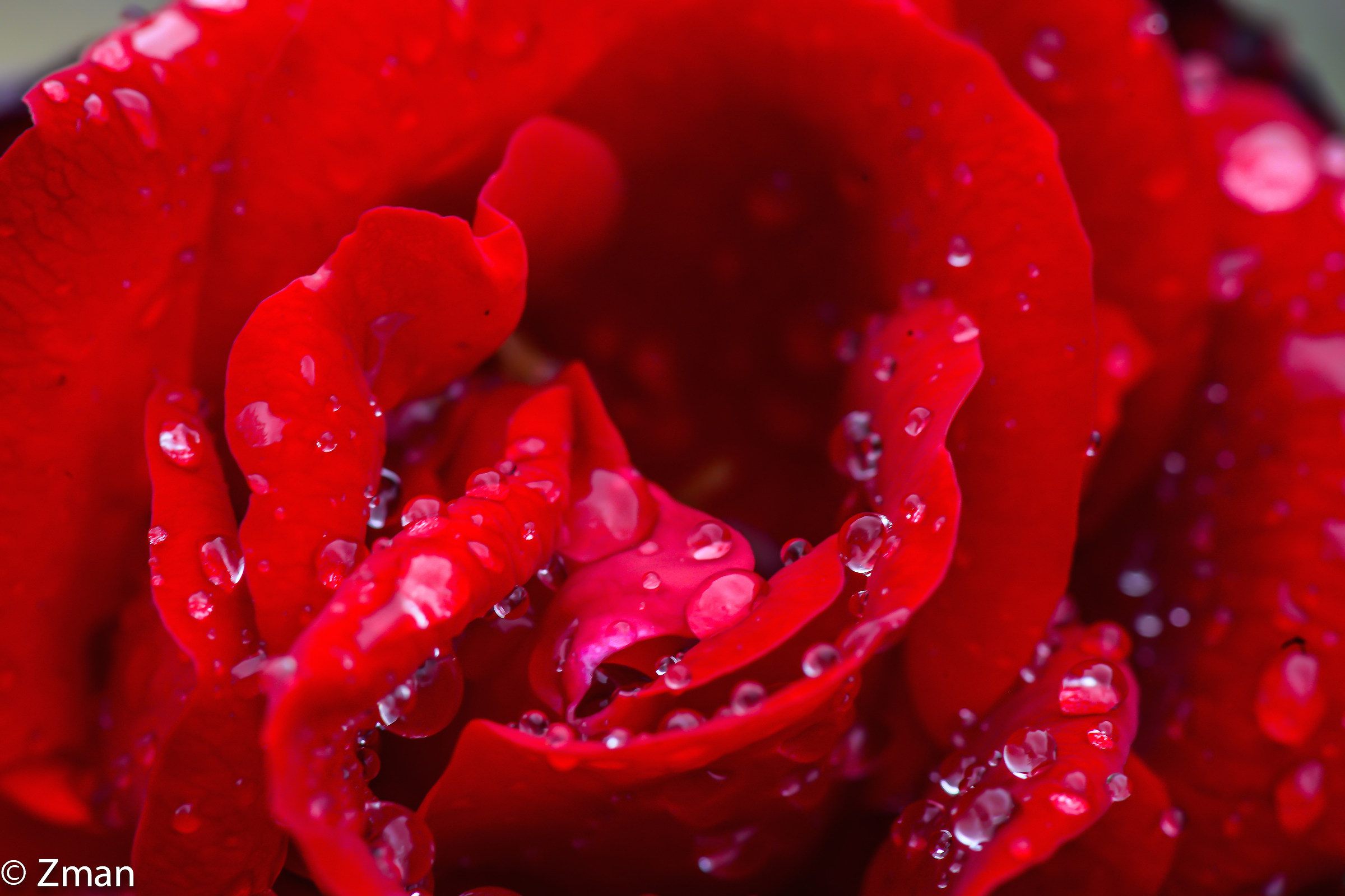 Red Rose...