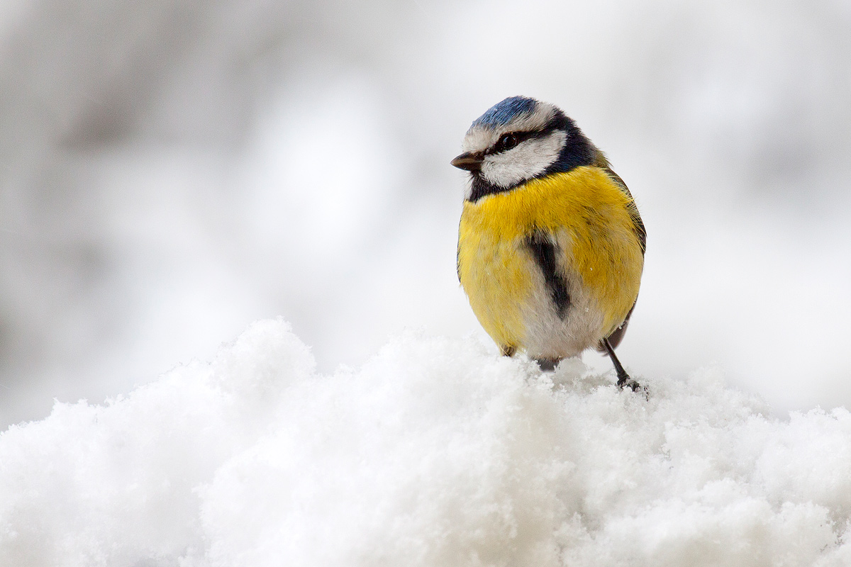 Blue Tit in the snow...