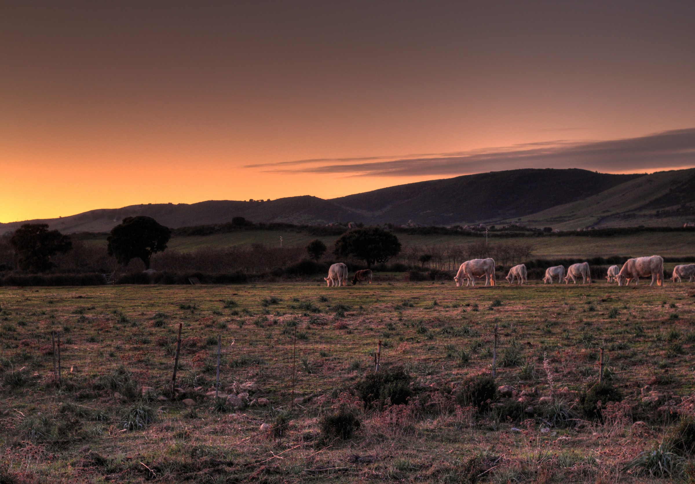Pasture at sunset...