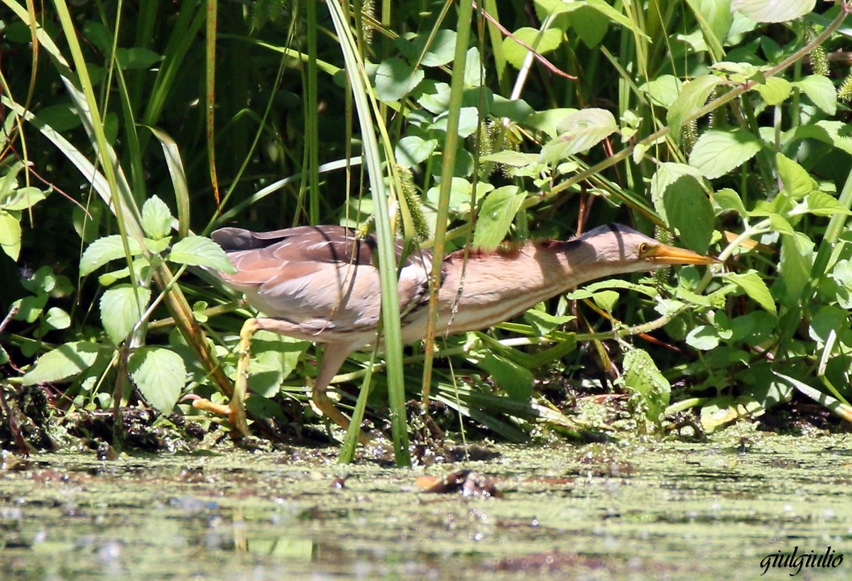 bittern...