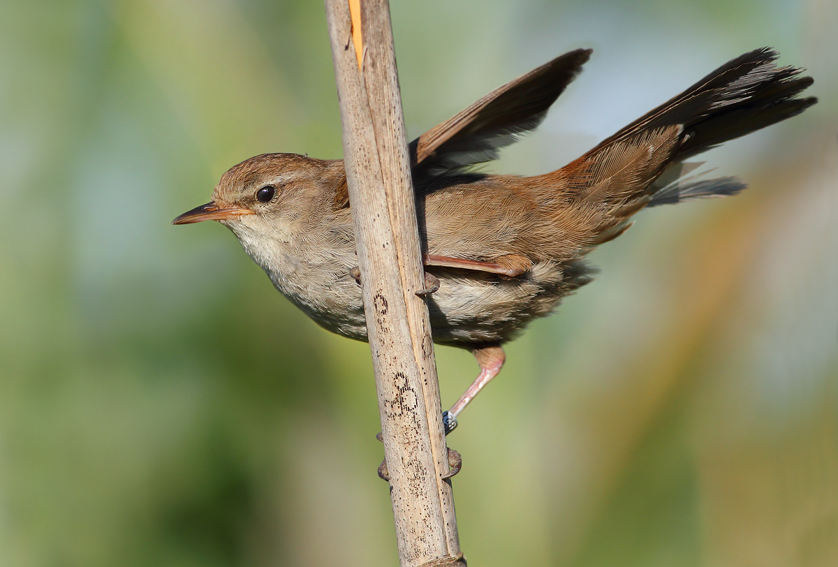 Cetti's Warbler...
