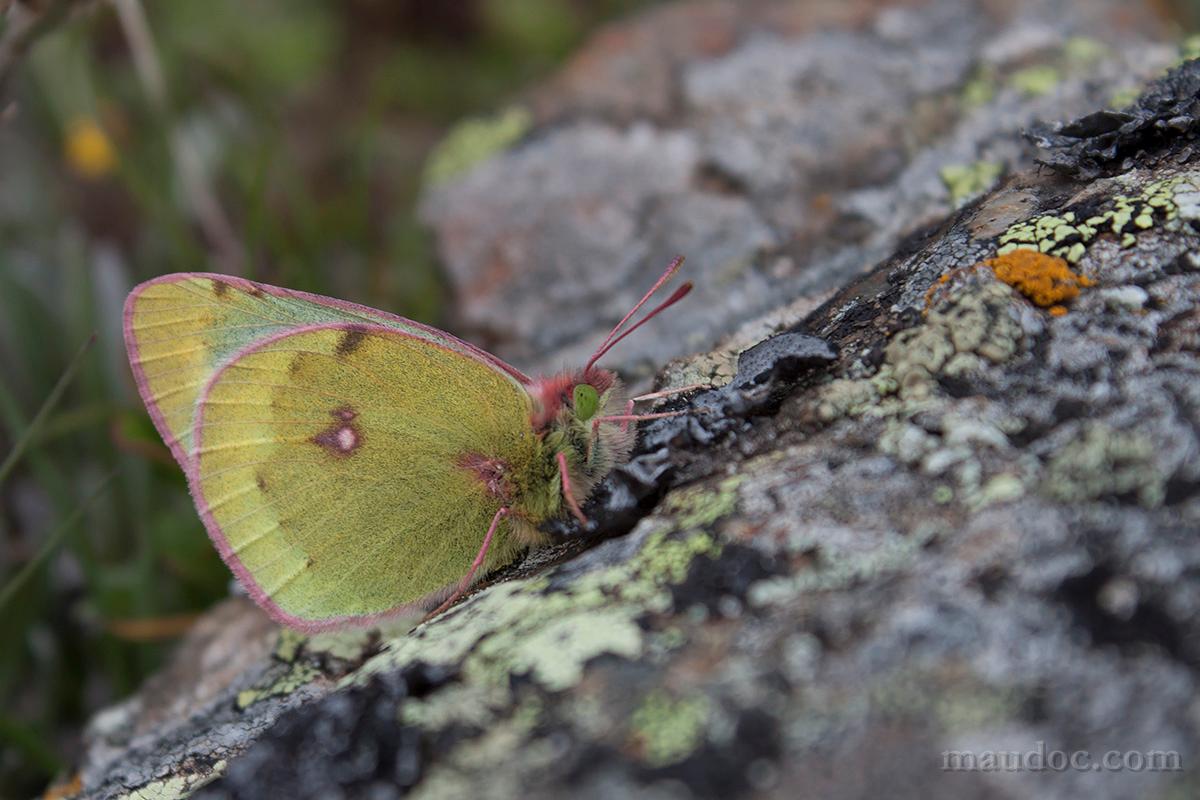 Colias phicomone...