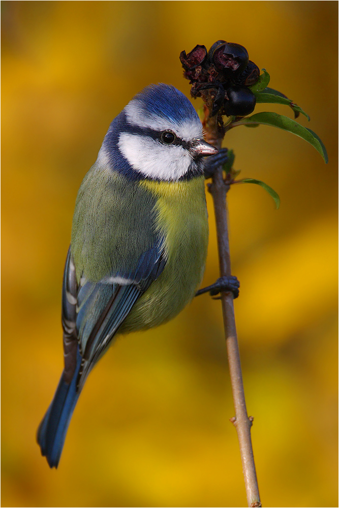 Cyanistes caeruleus...