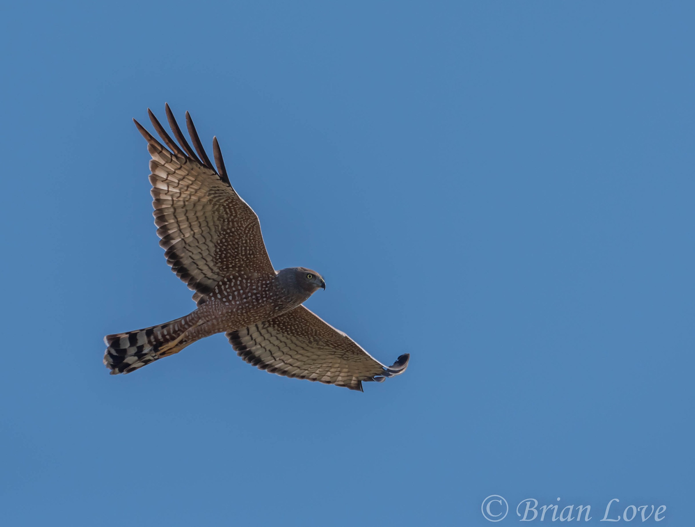 Spotted Harrier...