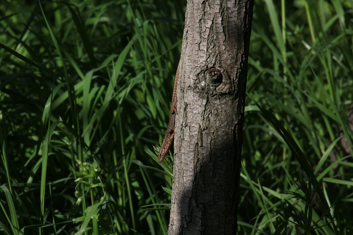 arboreal lizard...