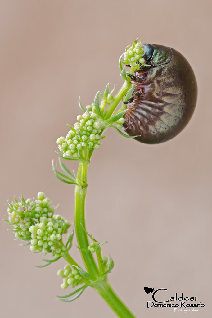 Timarcha pimelioides (larva)...
