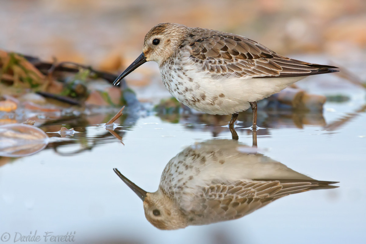Young sandpipers (Dunlin)...