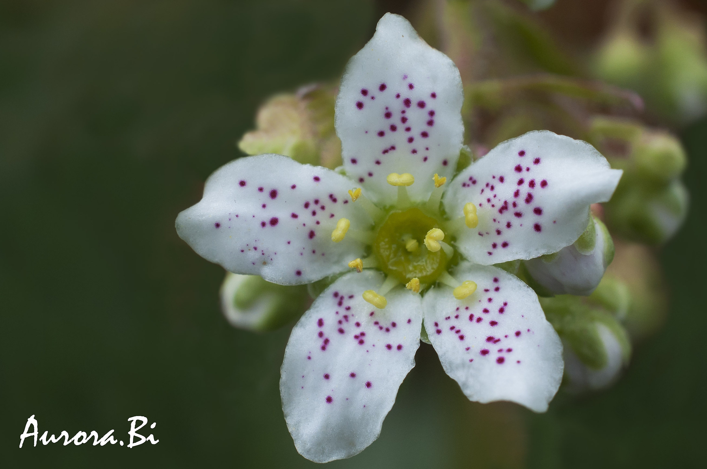 Saxifrage...