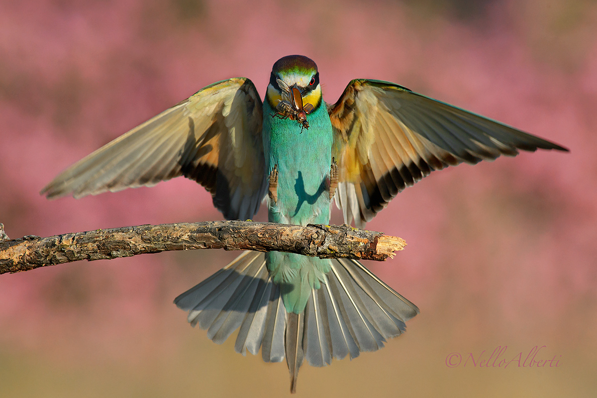 Bee-eater with prey coming !!...