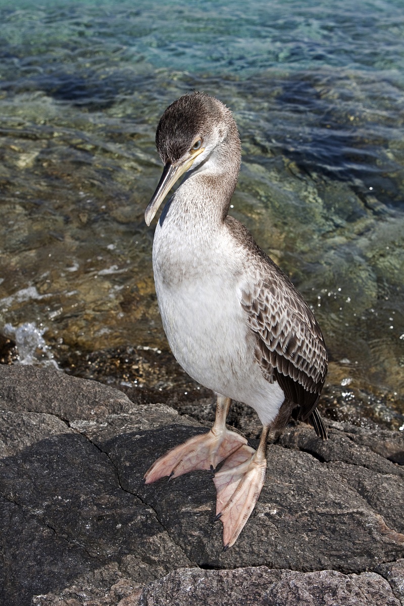 Cormorant (Cormorant)...