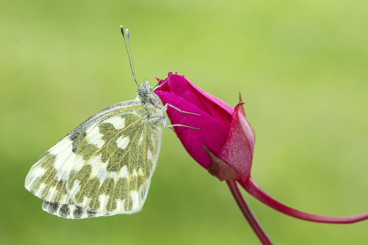 Signature Butterfly ......