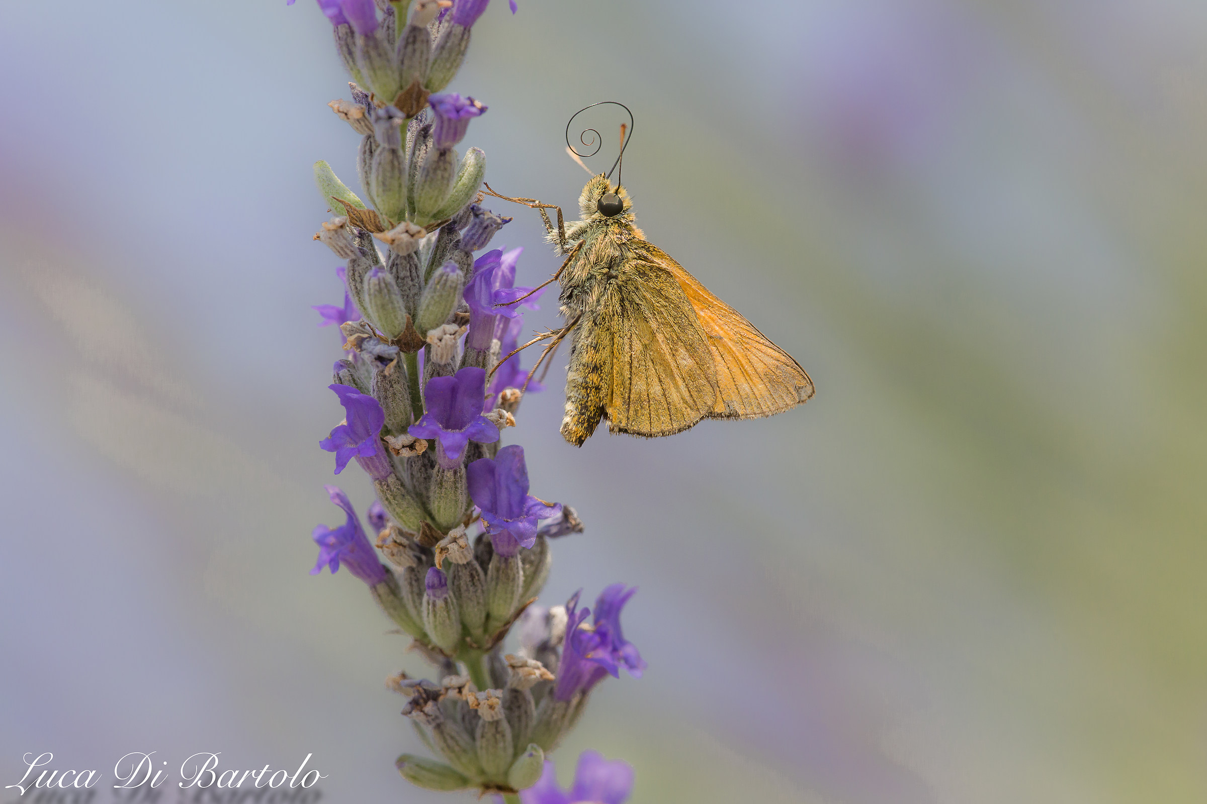 Butterfly on lavender...