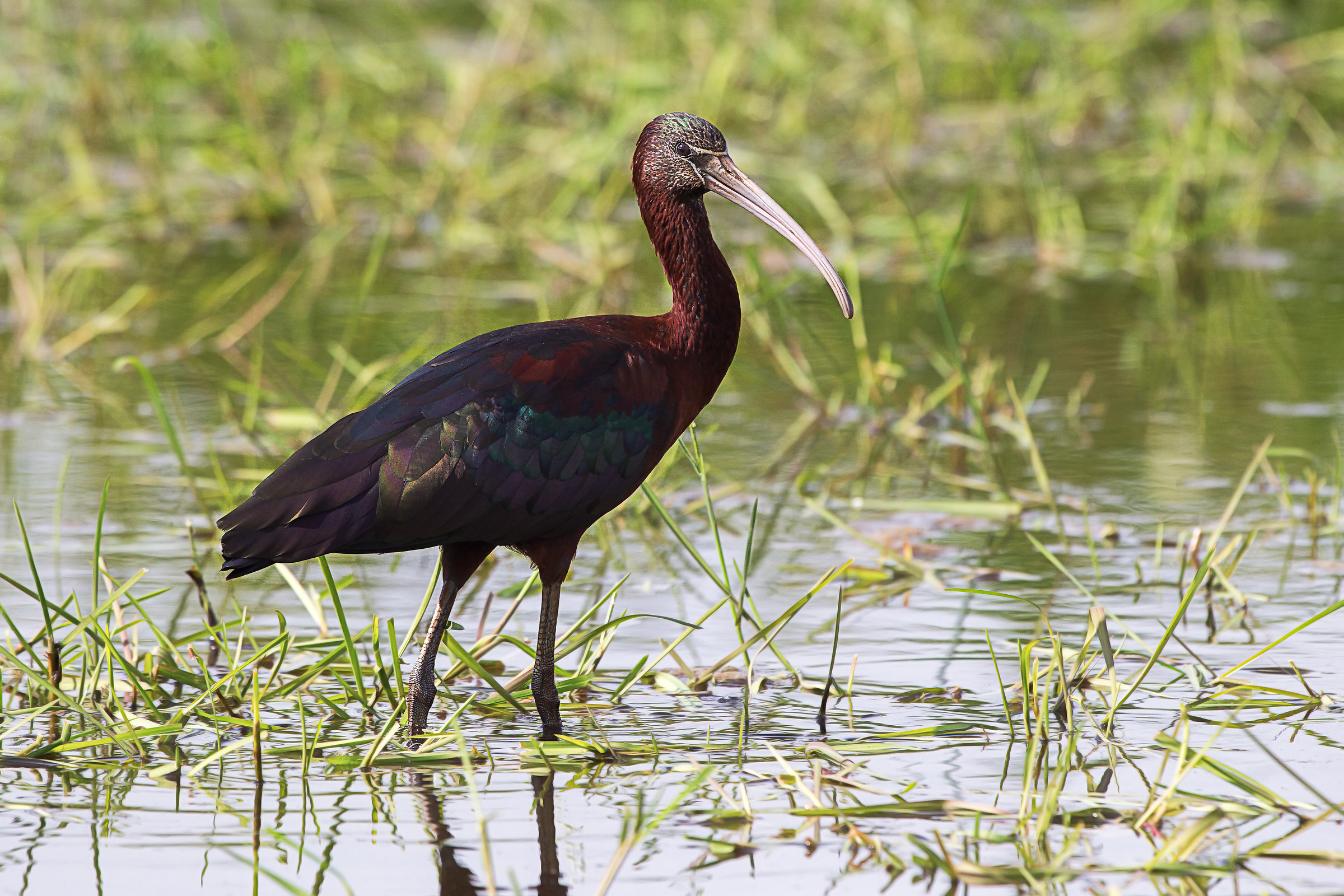 Black ibis attention...