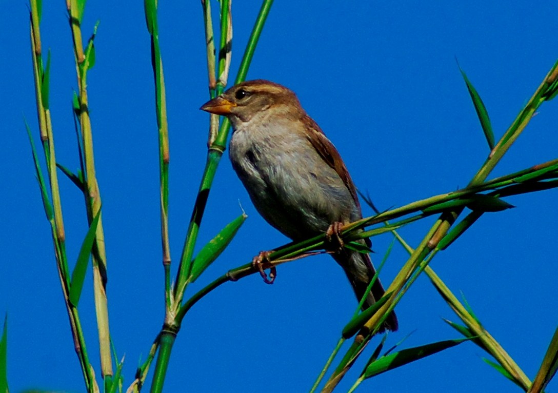 Sparrow of Italy (Female)...
