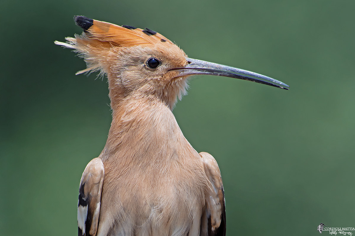 Portrait of the young hoopoe...