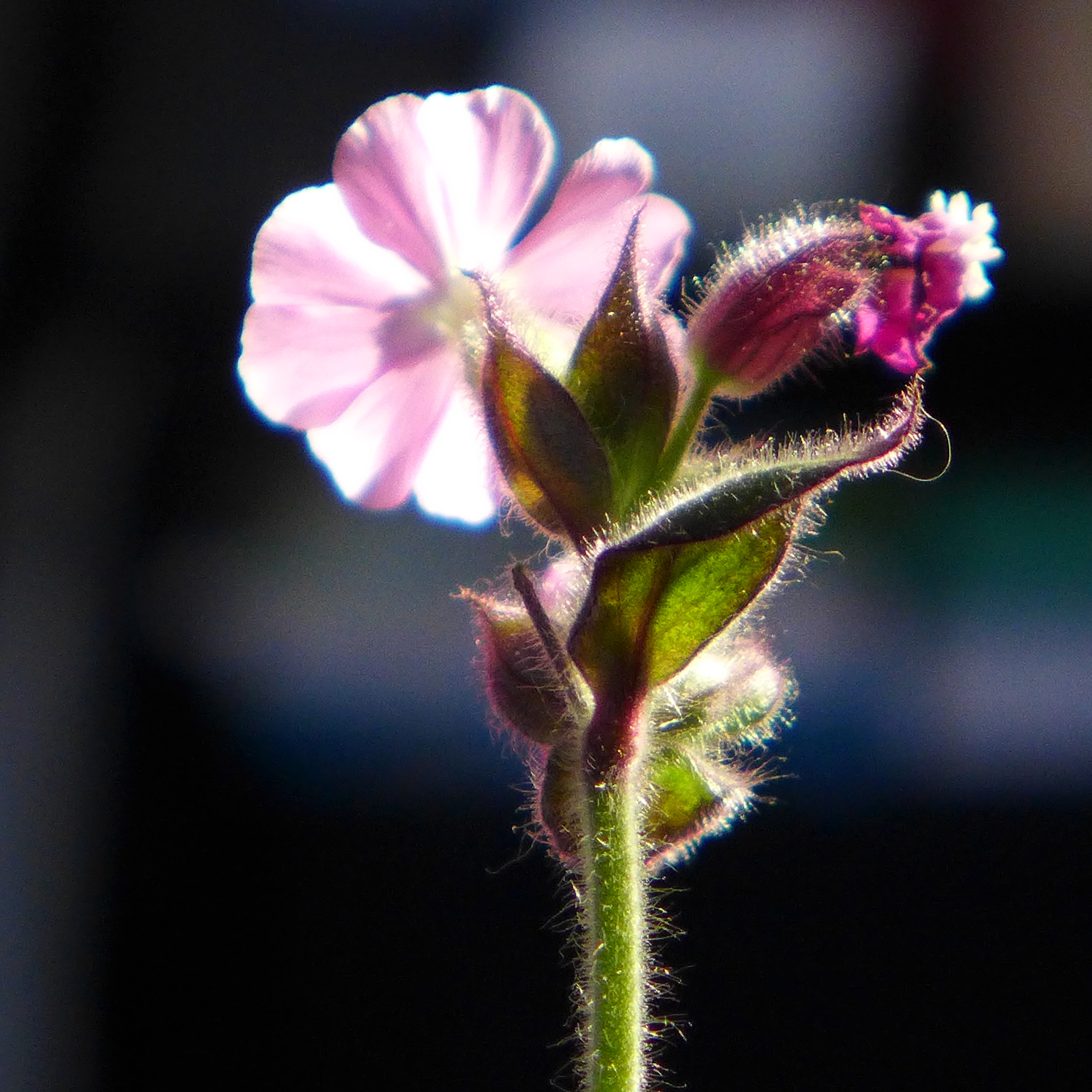 Red Campion...