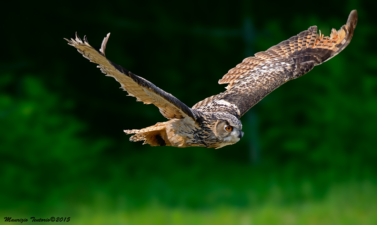Eagle Owl...