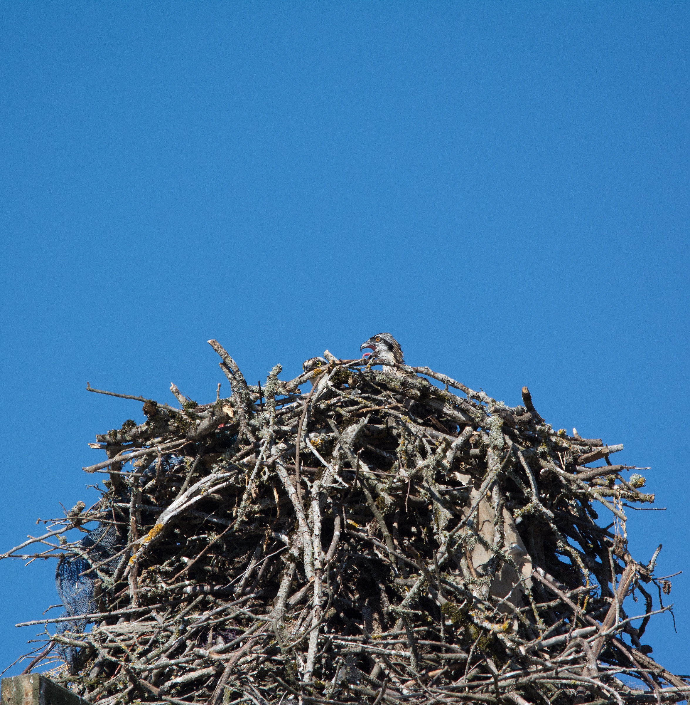 Baby ospreys are hatched and checking out the world!...
