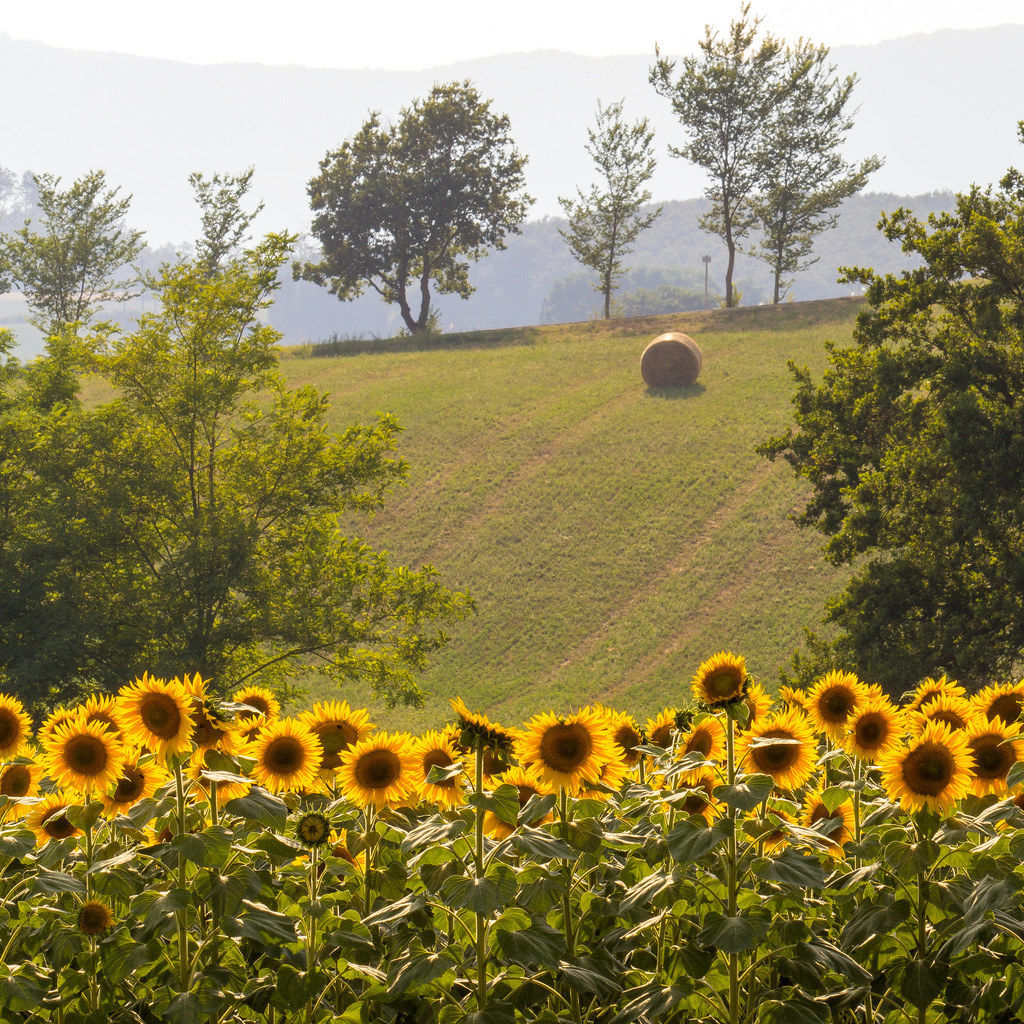 Mugello and Sunflowers...