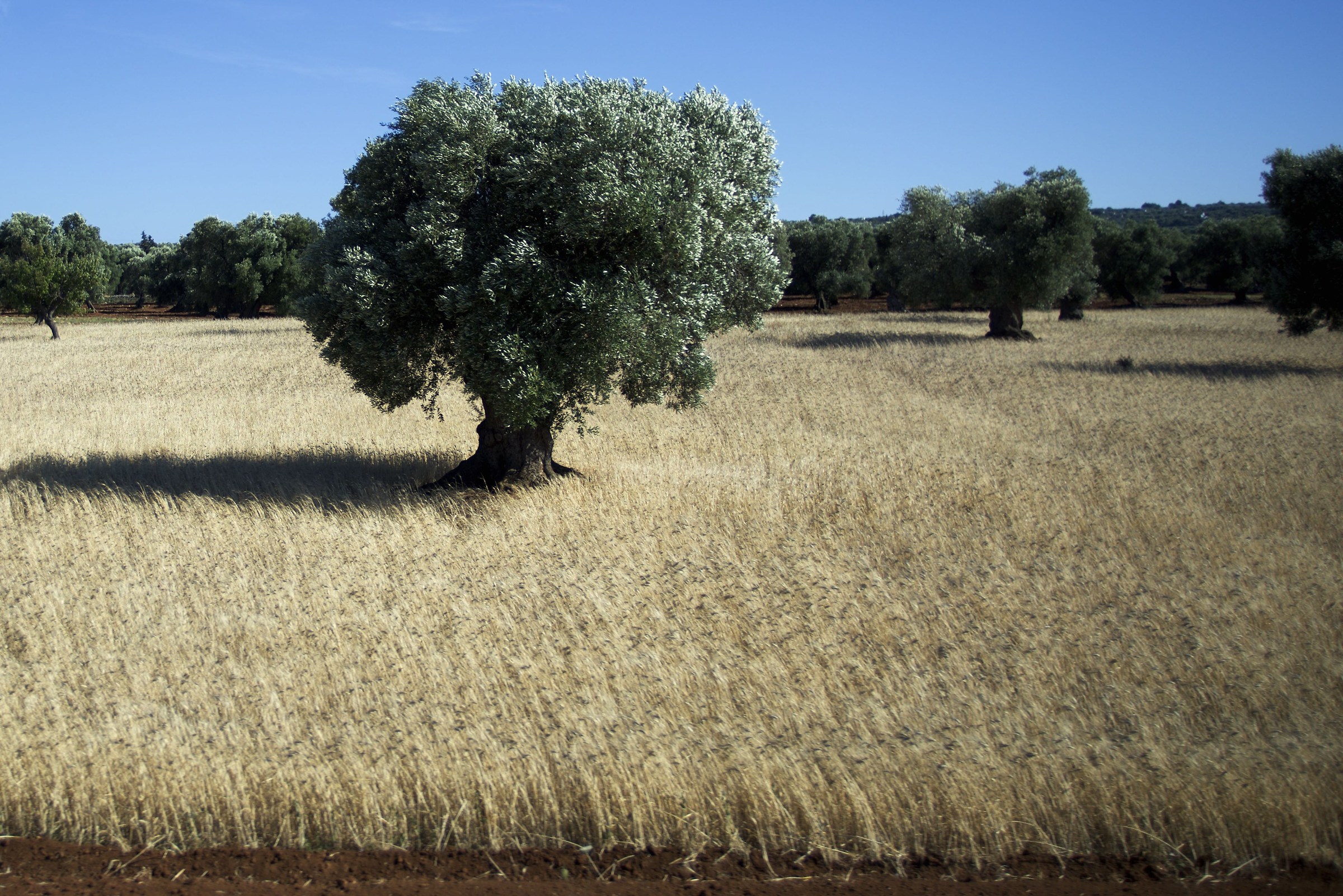 Olivo in Ostuni...