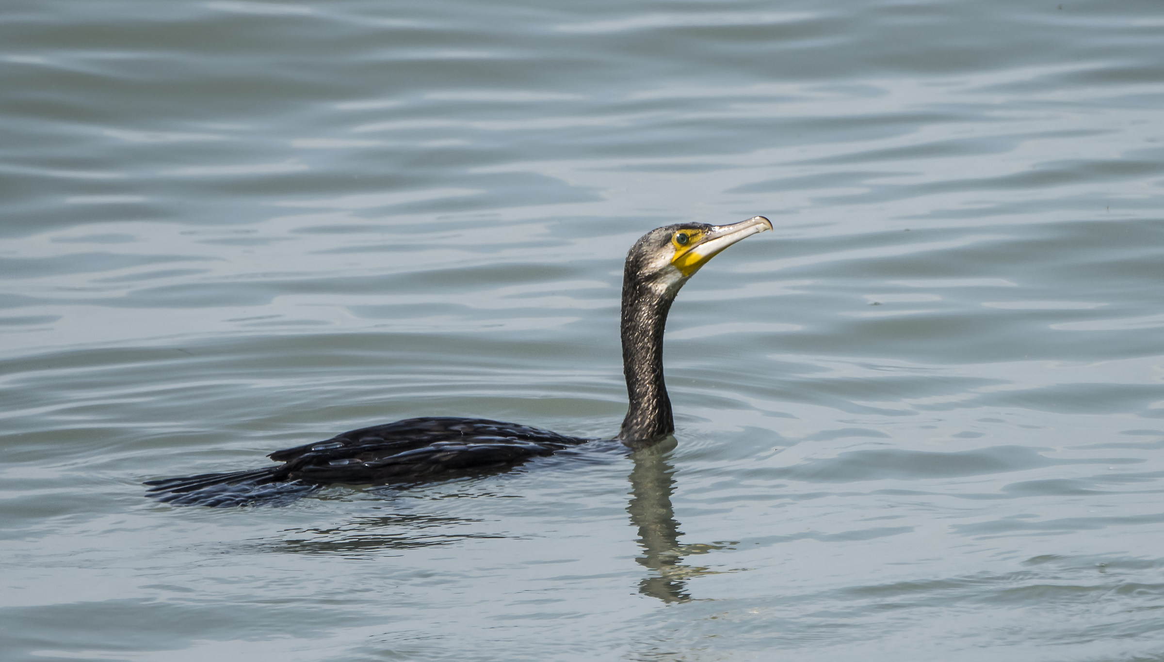 The Loch Ness Monster .... no no only a Cormorant .....