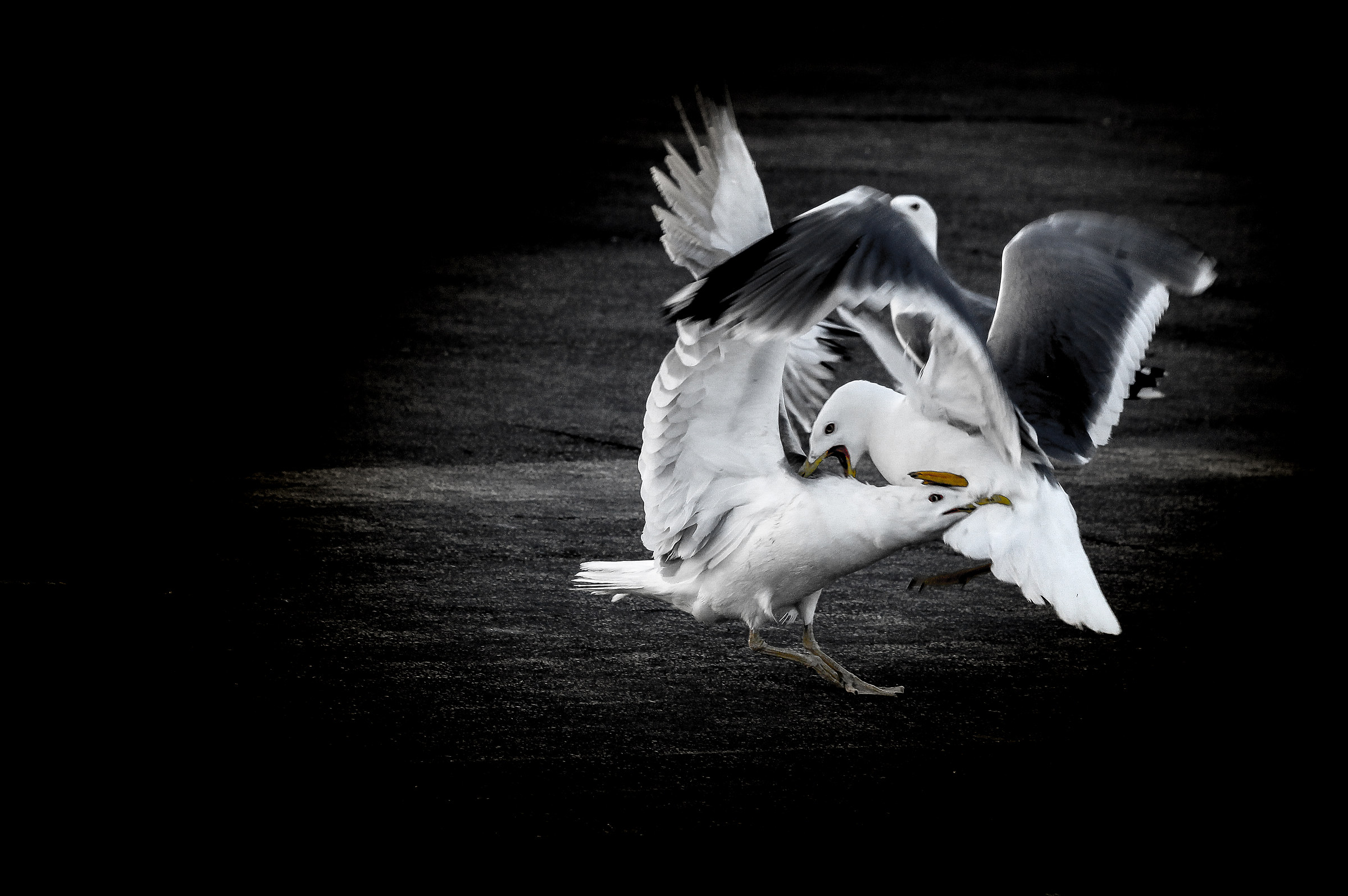 Seagulls fight ......