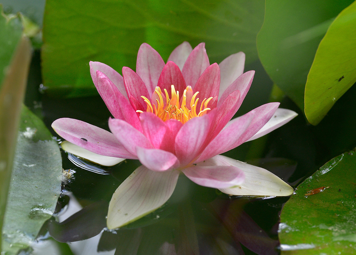 waterlily...
