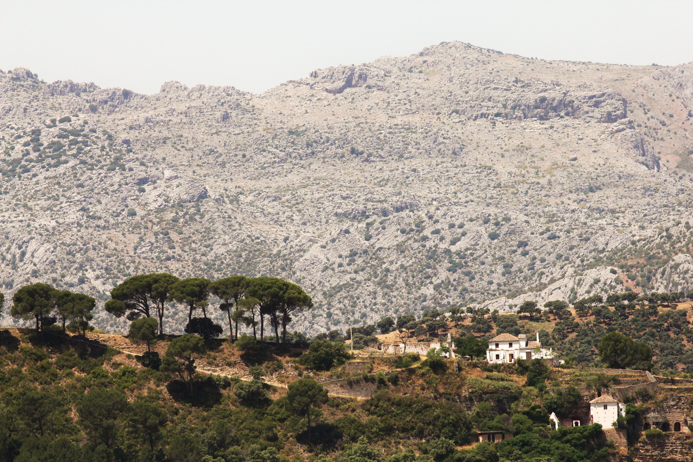 Andalusian landscape...