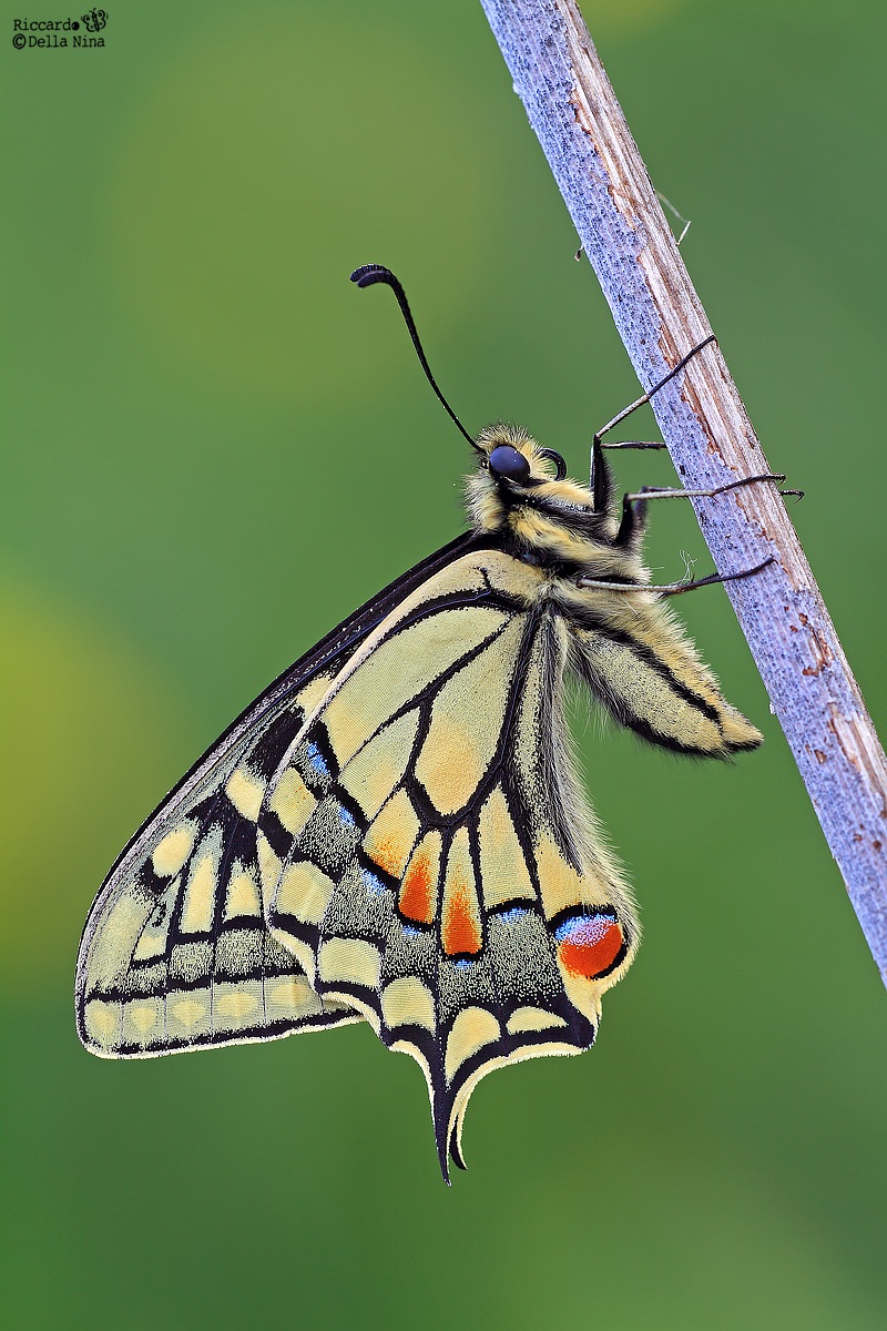 Papilio machaon my first!...