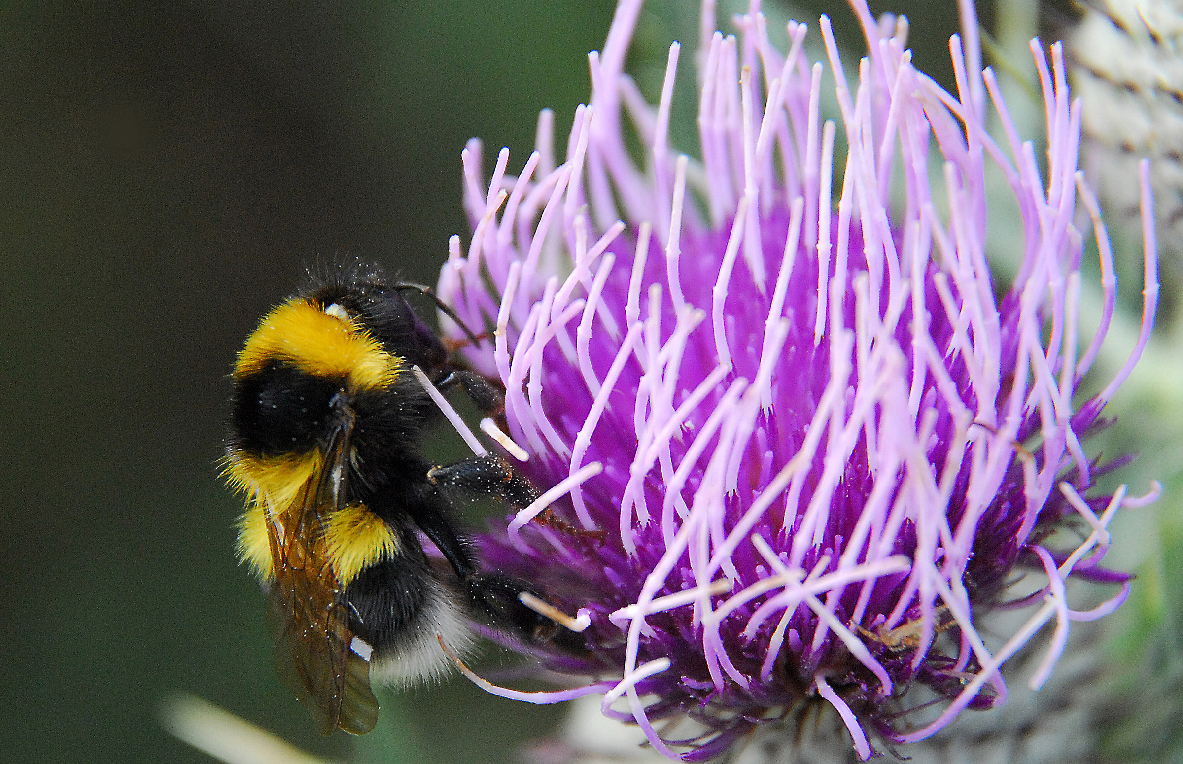 Bumblebee on thistle flower...