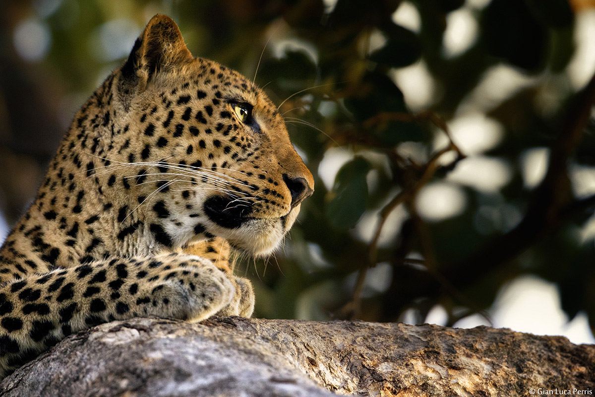 Ritratto stretto, Leopardo nel South Luangwa...