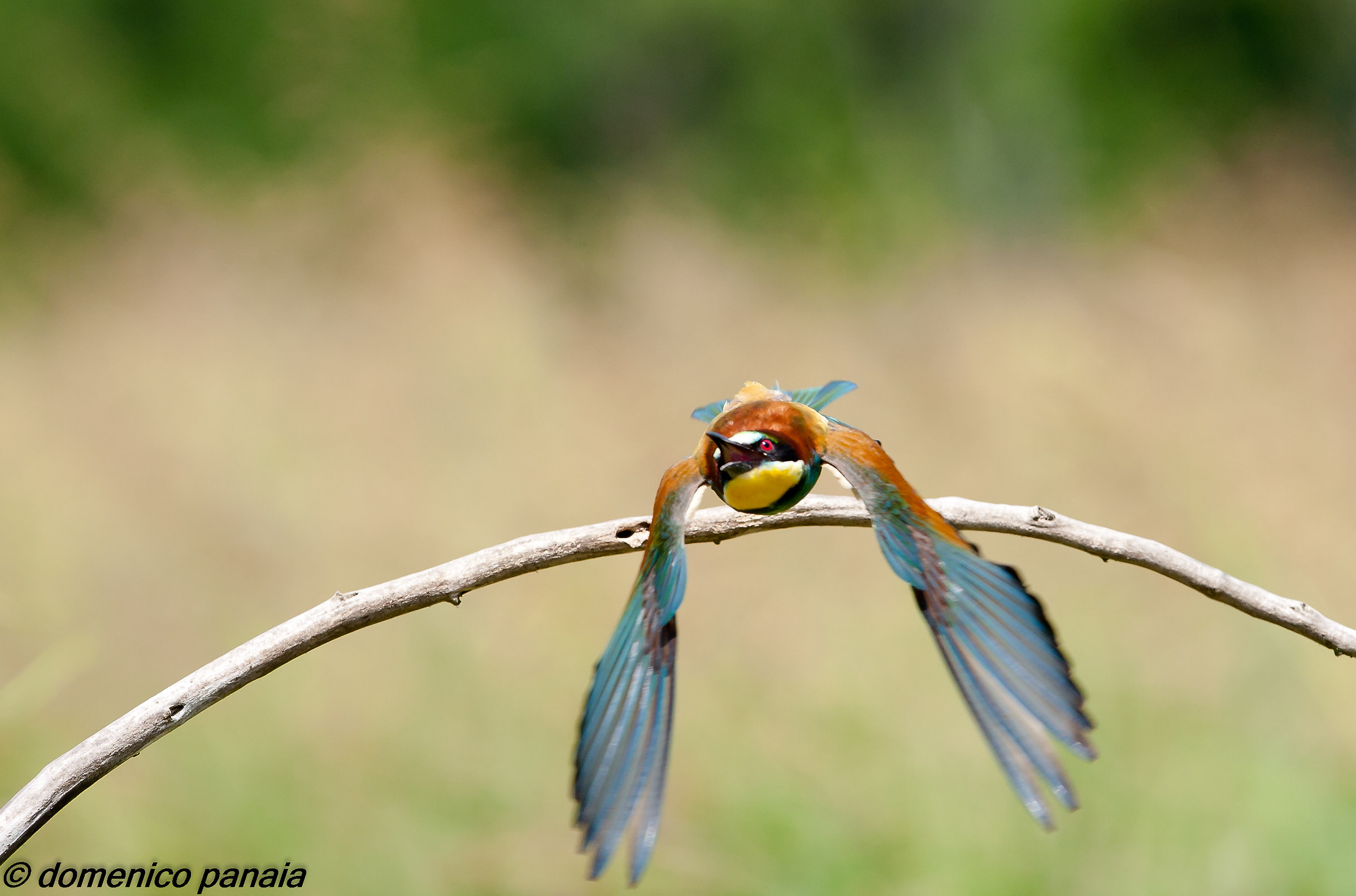 bee-eater in flight...
