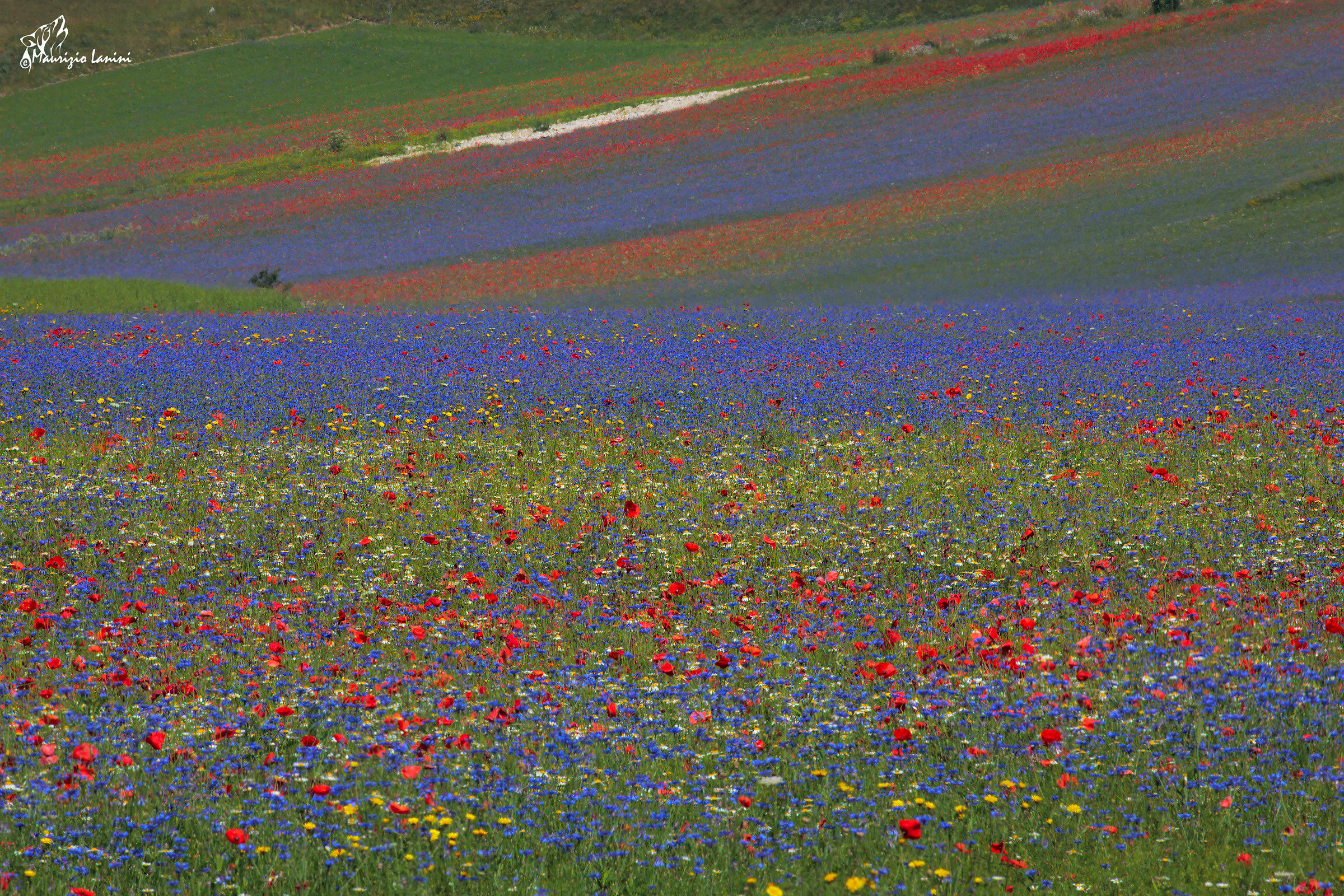 Castelluccio di Norcia - La fiorita ;...