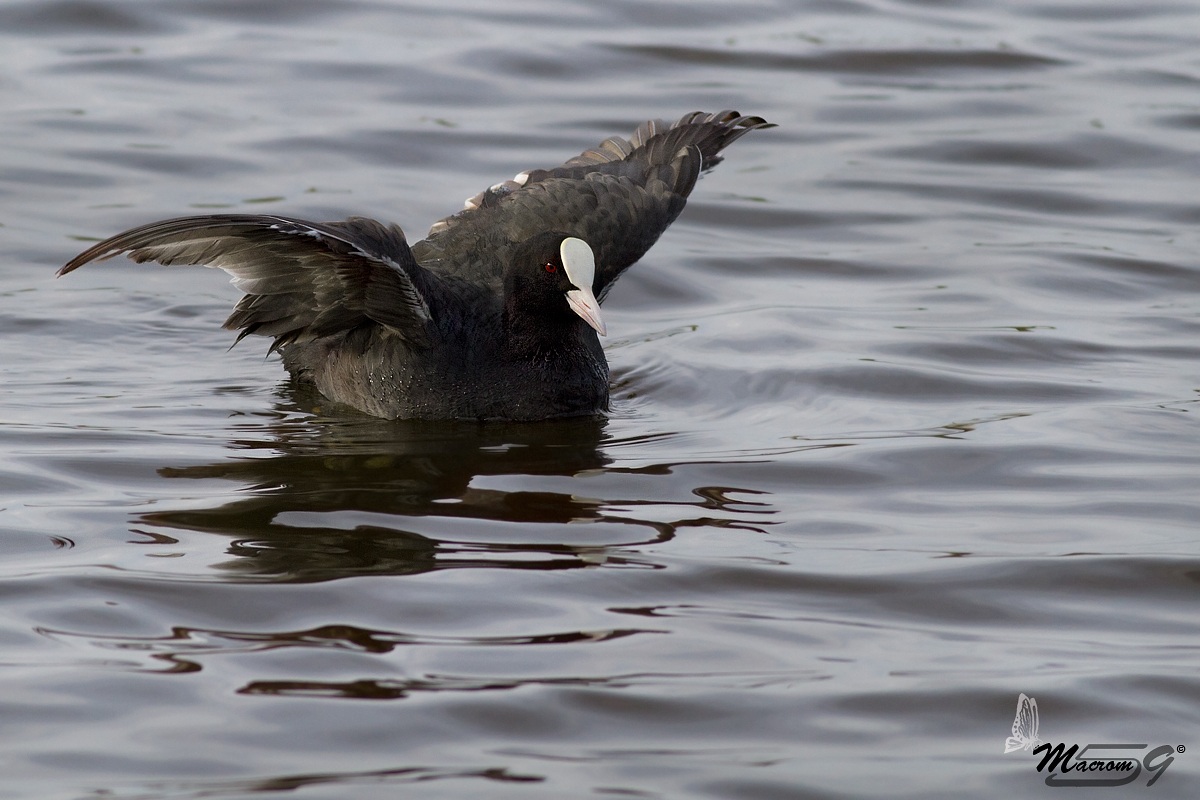 Coot with open wings!...