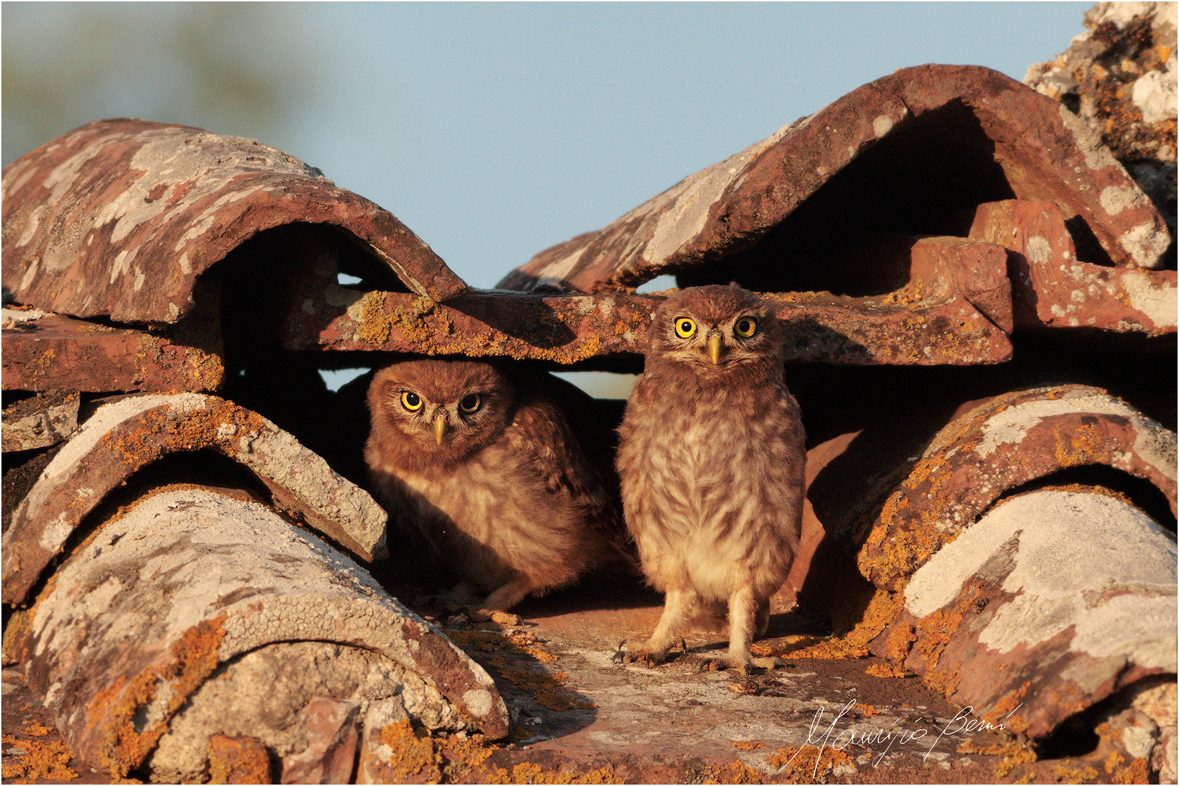 Good morning owls...