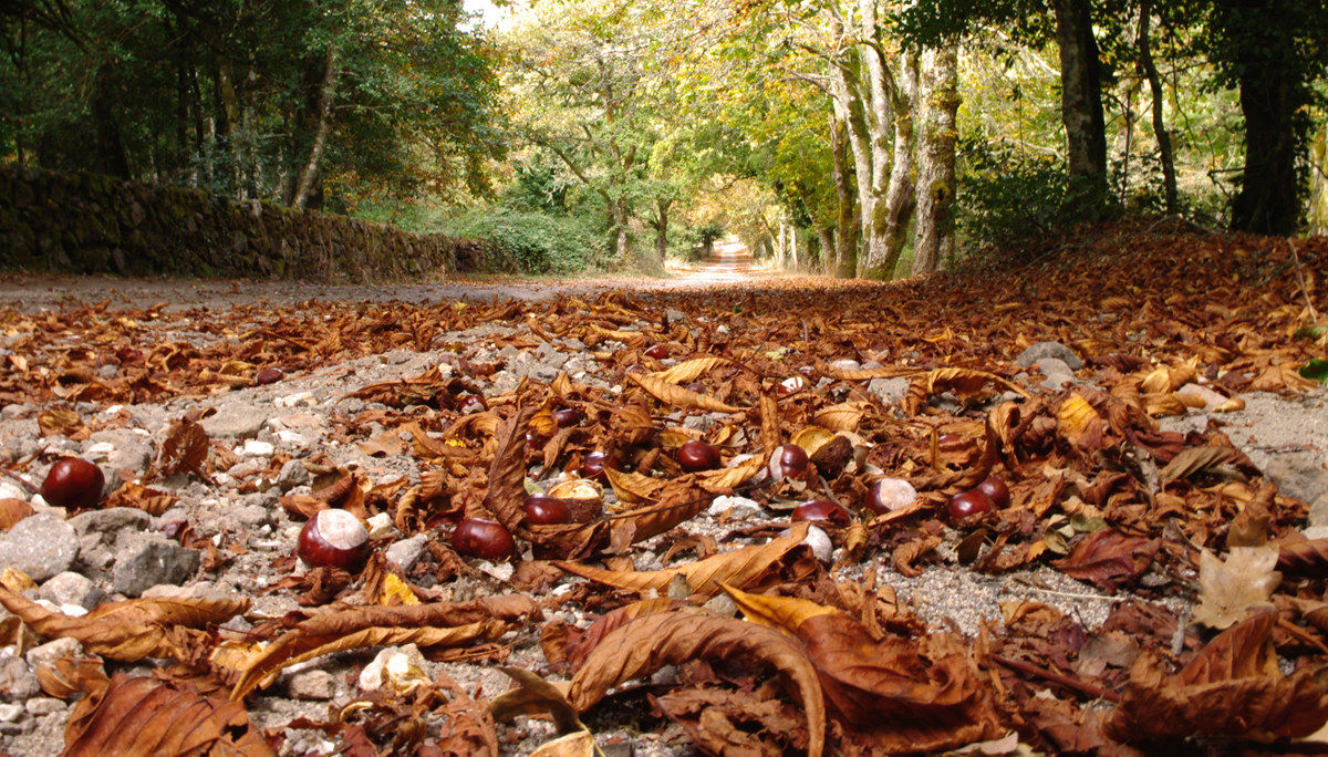Avenue of leaves and chestnuts...