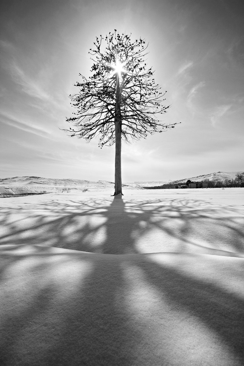 Alone Tree...
