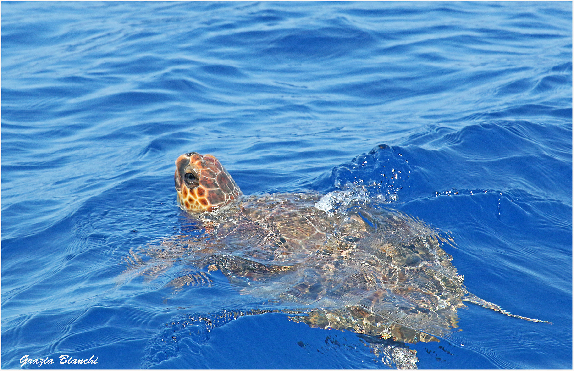 Sea turtle - area cetaceans - Liguria...