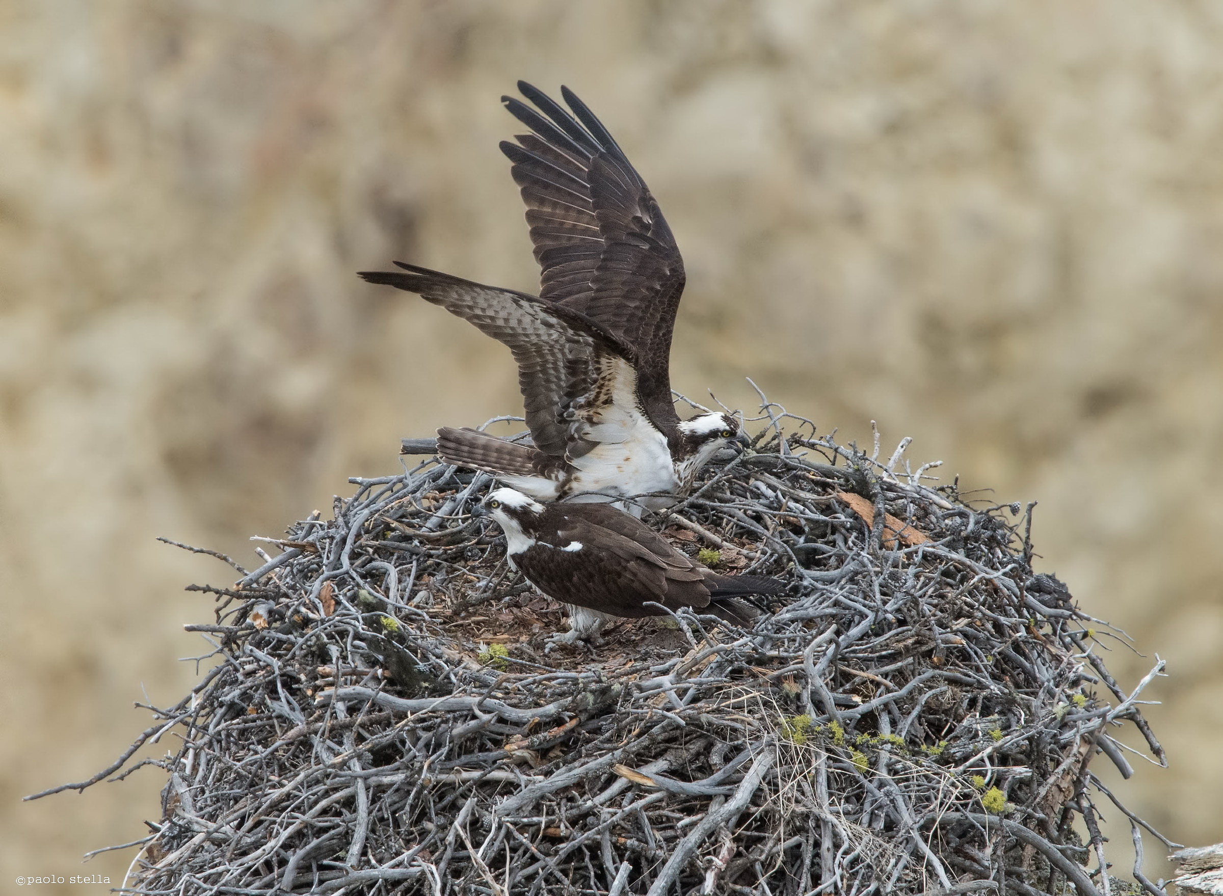 osprey in the nest...