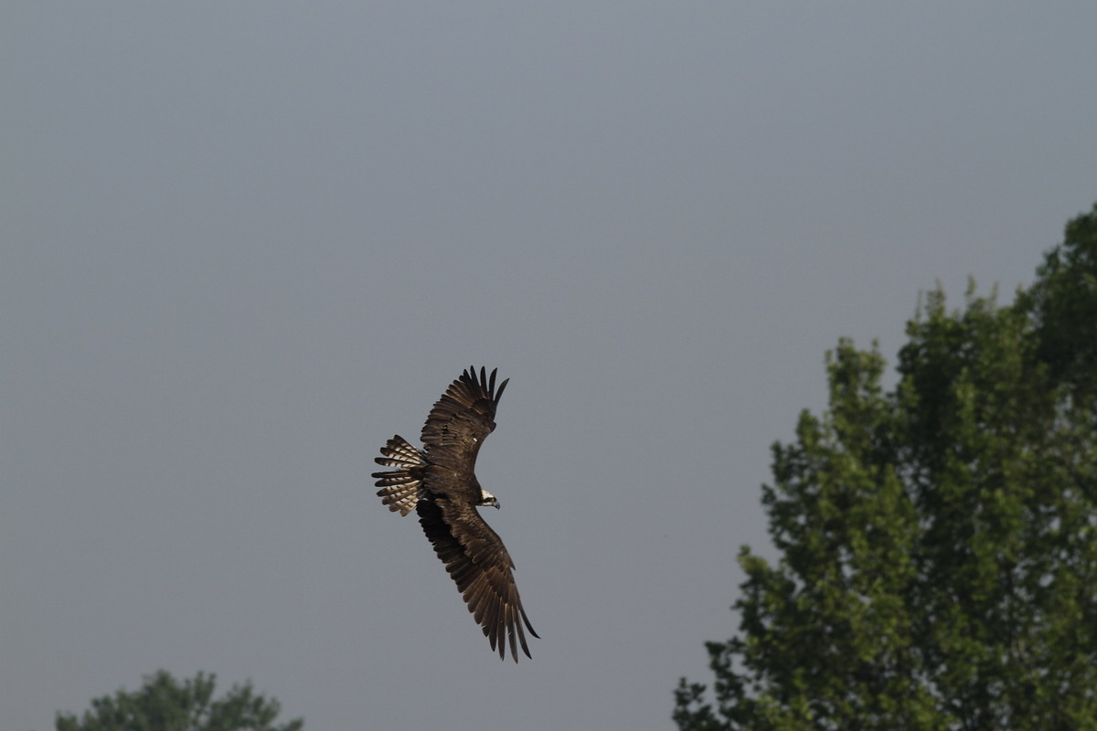 Osprey...