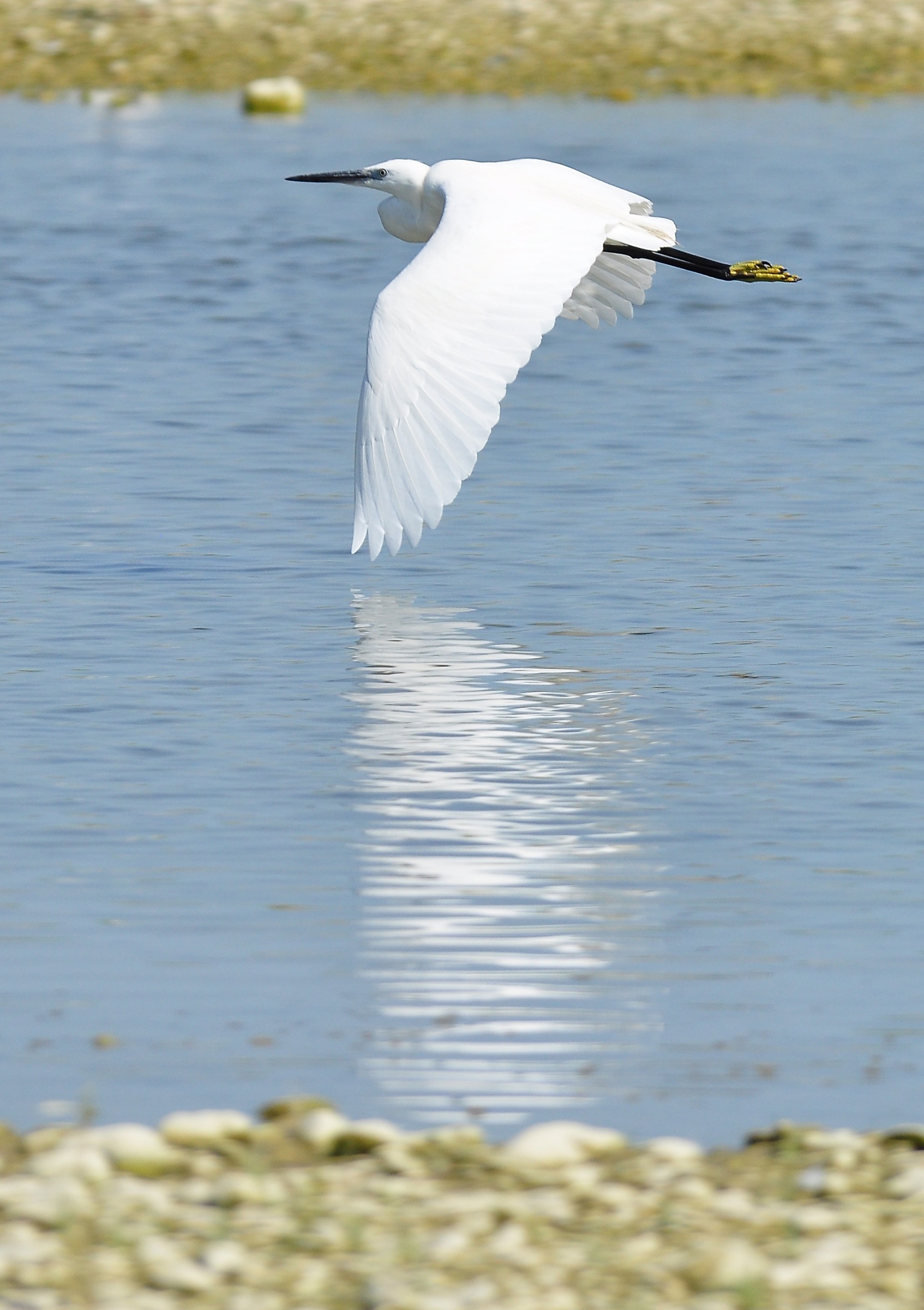 Barnacle egret in flight / 02...