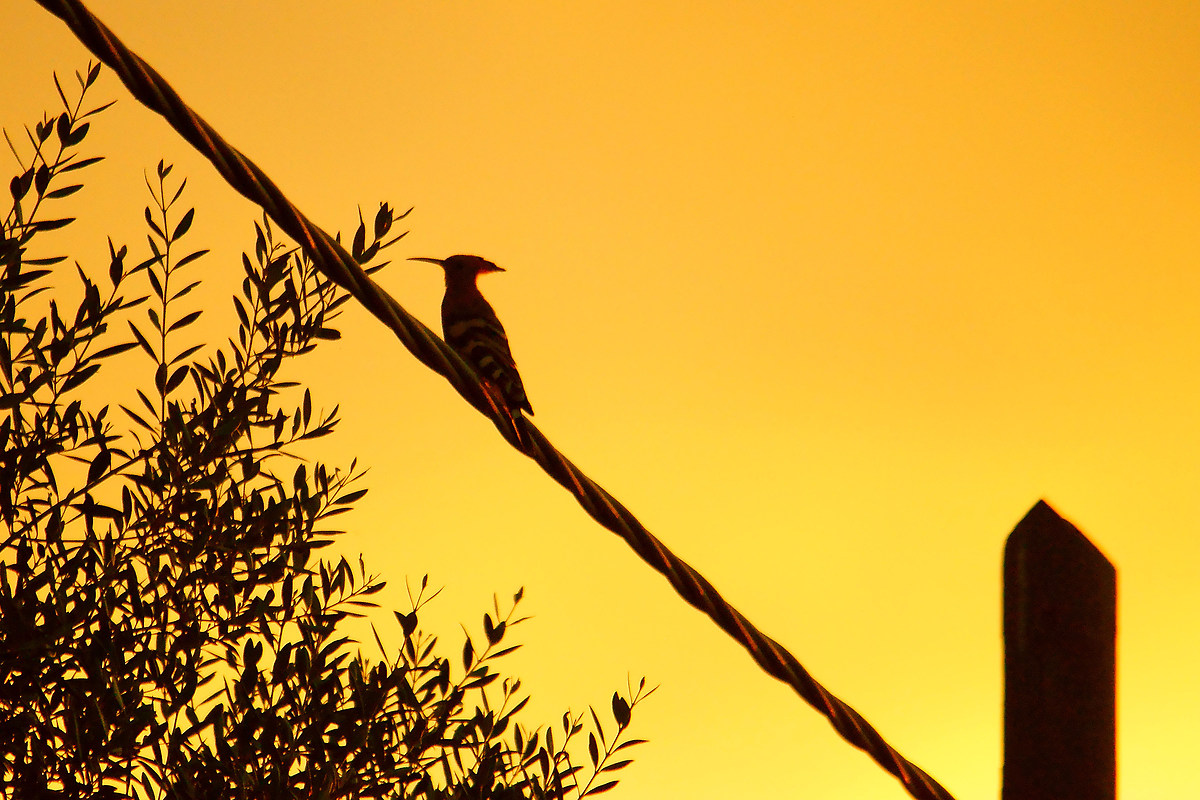 Hoopoe at sunset...