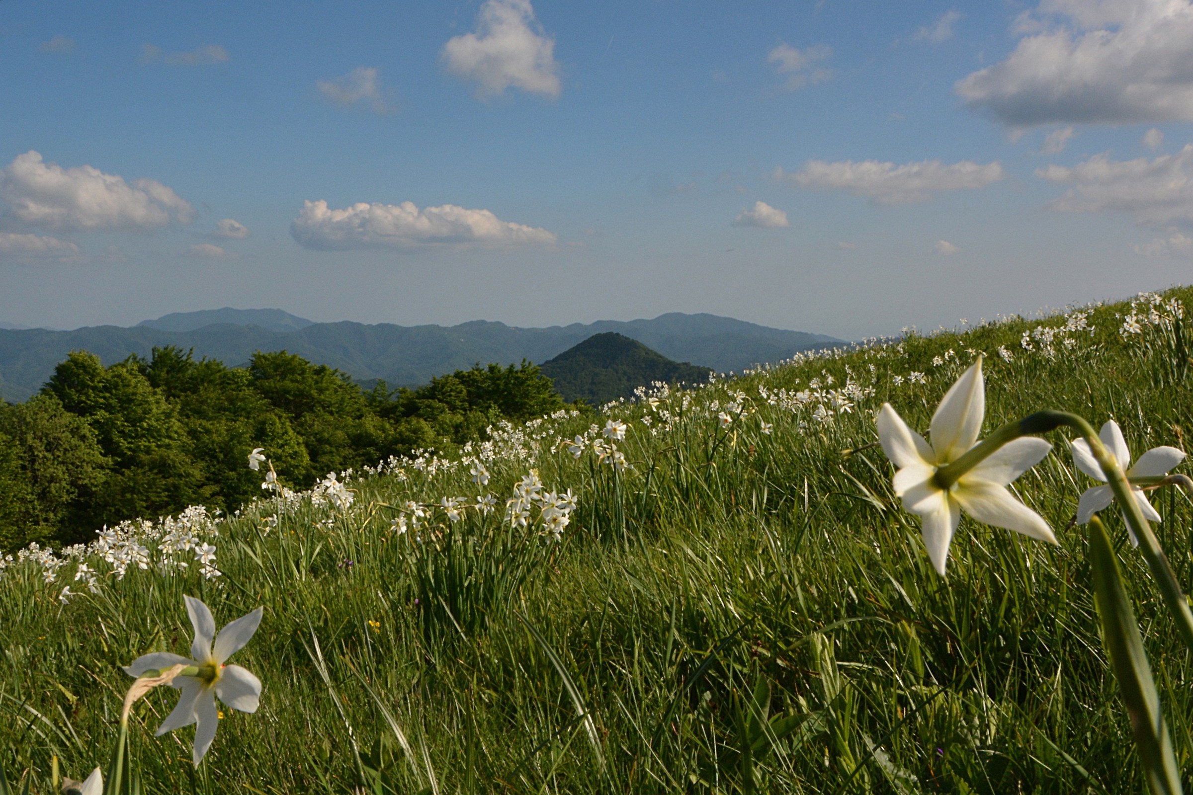 Daffodils on Mount Antola...