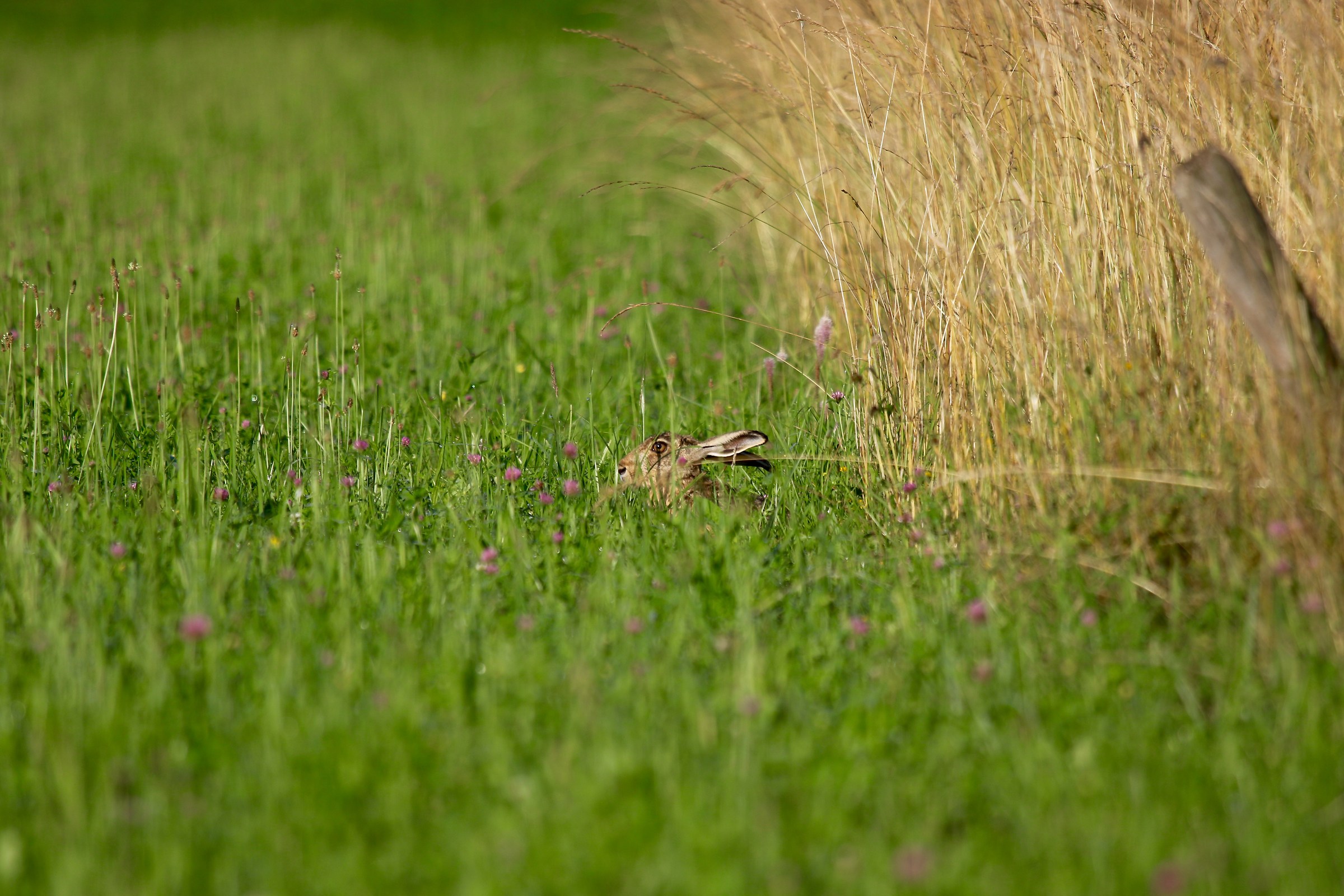 Crafty hare...