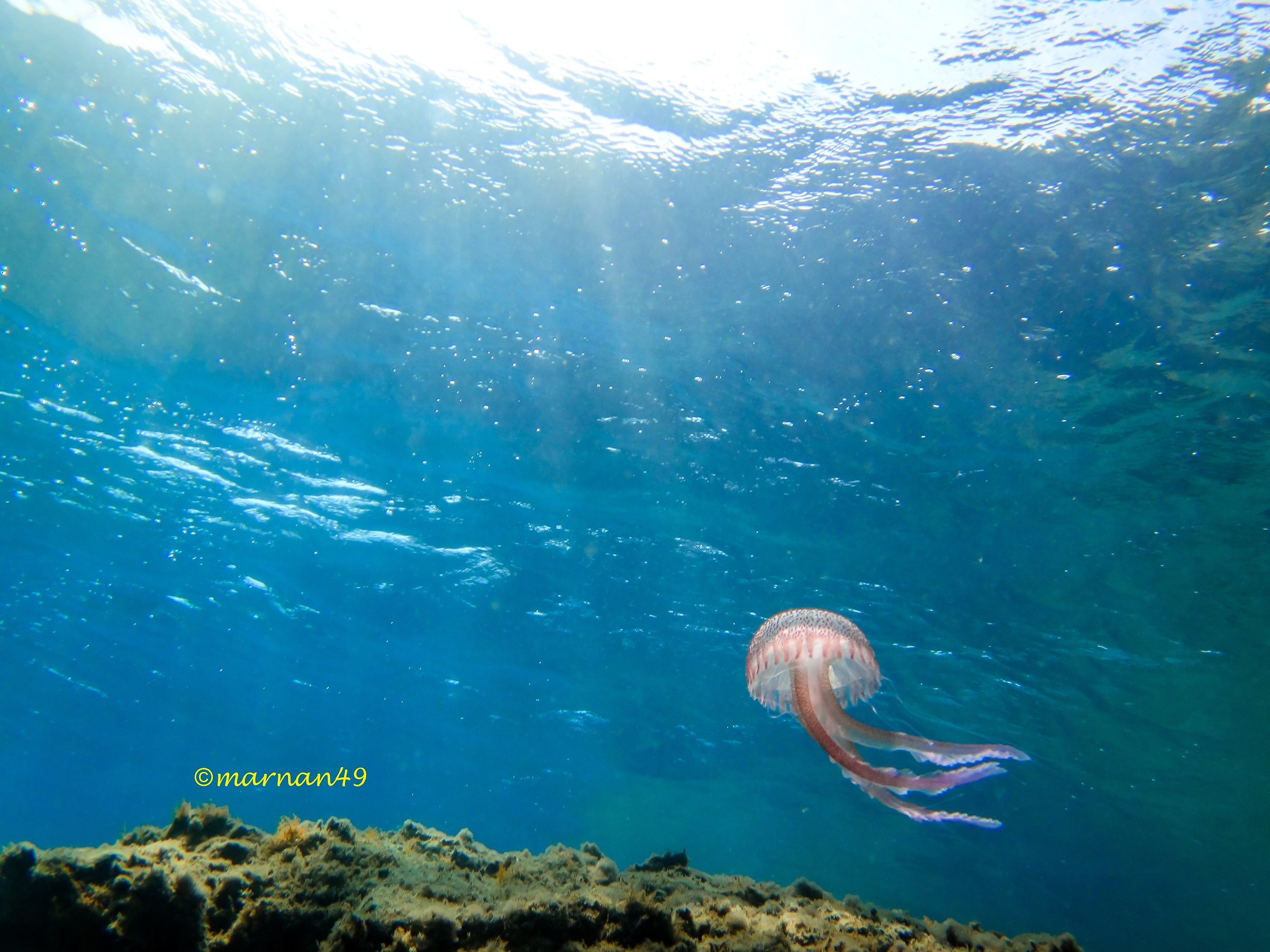 Pelagia noctiluca1...