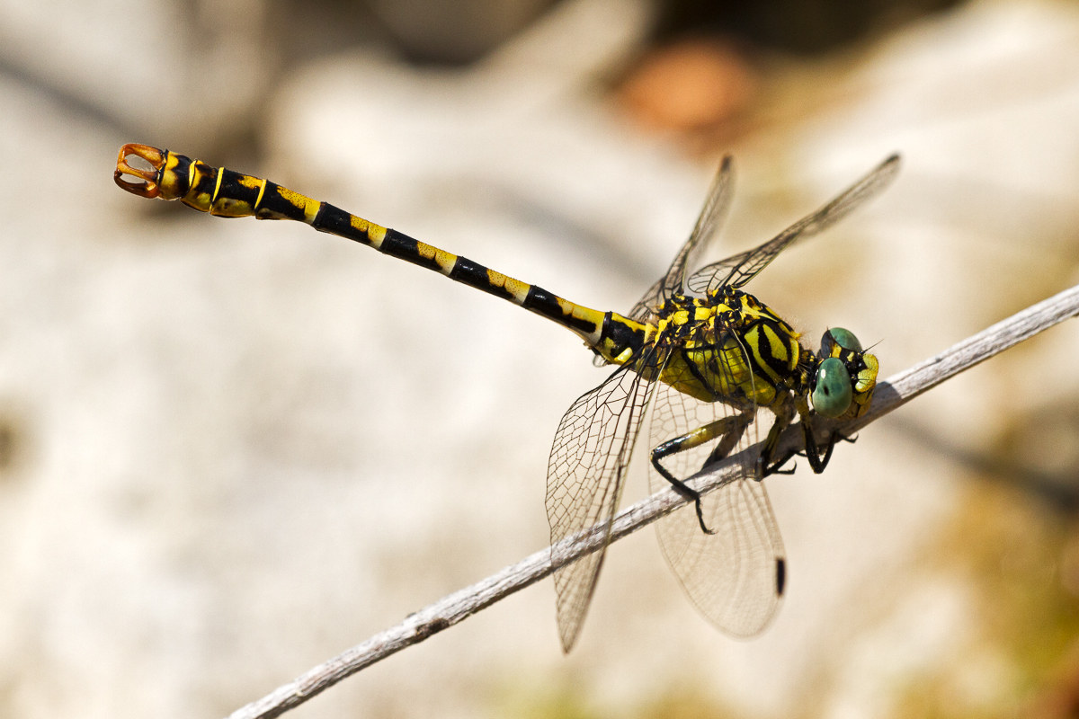 Onychogomphus forcipatus - male...