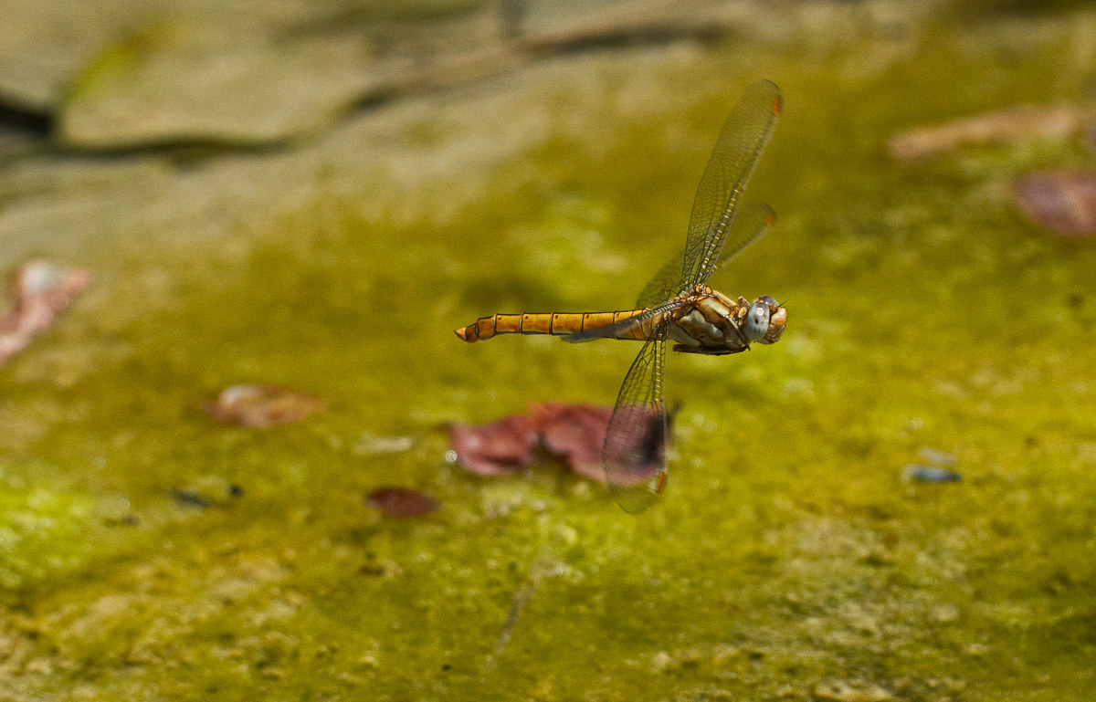 Orthetrum brunneum - female...