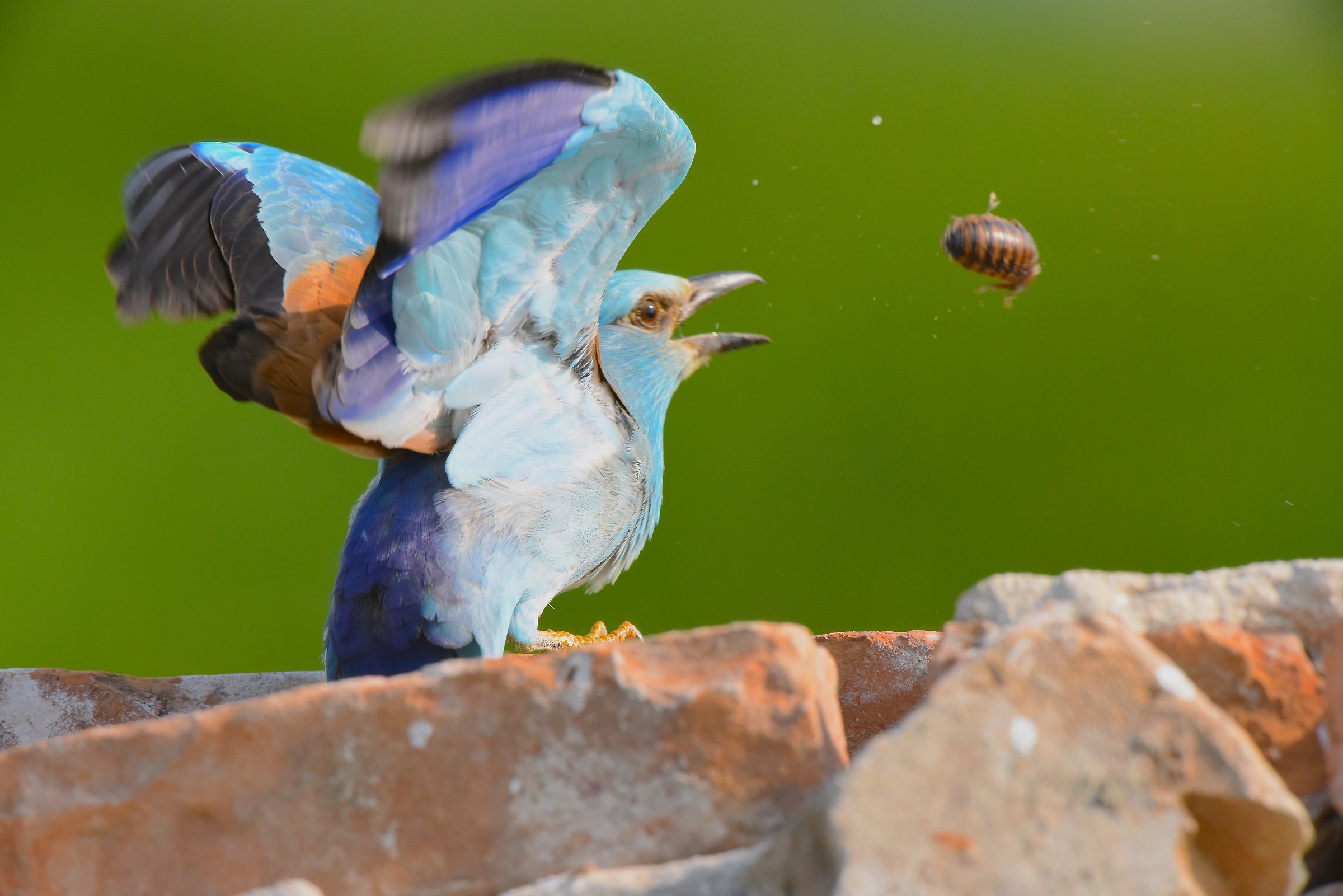 European Roller - launch of prey -...